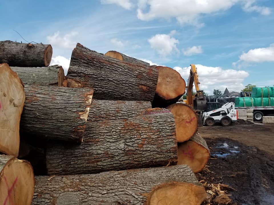 newzeland-lumber-export-banner-1